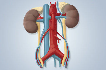 A hipertens&atilde;o arterial pode ser tratada pela denerva&ccedil;&atilde;o renal, queimando os nervos pr&oacute;ximos aos rins