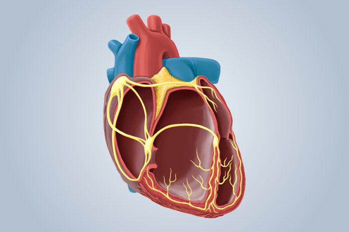 Altera&ccedil;&otilde;es din&acirc;micas no ECG s&atilde;o um novo marcador de risco para morte s&uacute;bita card&iacute;aca
