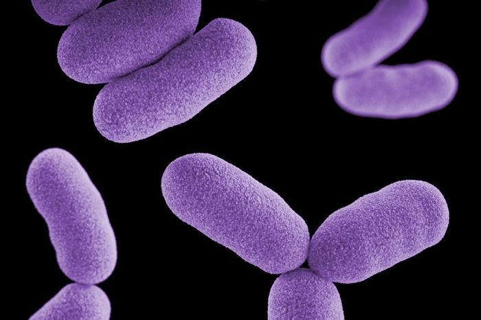 Bact&eacute;rias intestinais que quebram o estrog&ecirc;nio foram associadas &agrave; depress&atilde;o em mulheres