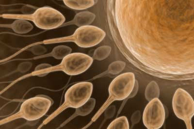 Cientistas descobrem um gene mestre que aciona o desenvolvimento humano, resultando na forma&ccedil;&atilde;o de um corpo pelas c&eacute;lulas