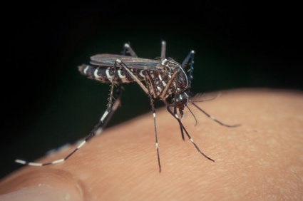 Dengue e dengue hemorr&aacute;gica: cerca de 40% da popula&ccedil;&atilde;o est&aacute; em risco, segundo dados divulgados pela OMS