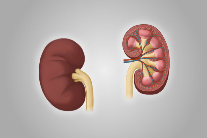 Descobertas podem ajudar a desenvolver teste inédito para detectar diabéticos em risco de doença renal