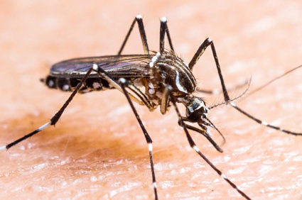 Encefalite associada ao v&iacute;rus Chikungunya