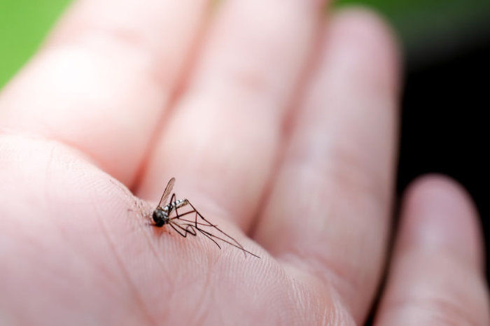 Infec&ccedil;&atilde;o por mal&aacute;ria durante a gravidez pode ser fator de risco para redu&ccedil;&atilde;o de per&iacute;metro cef&aacute;lico de rec&eacute;m-nascidos na Amaz&ocirc;nia Brasileira