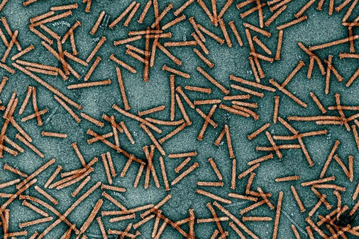 Nanoseringas permitem injetar medicamentos em células específicas do corpo