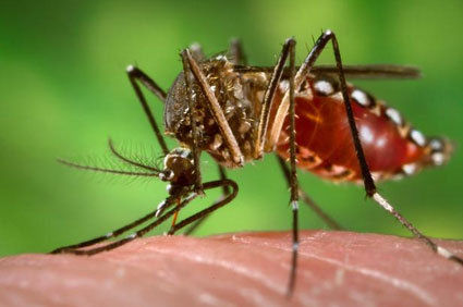 Pesquisa mostra que mosquiteiros tratados com inseticida diminuem popula&ccedil;&atilde;o do mosquito transmissor da dengue 