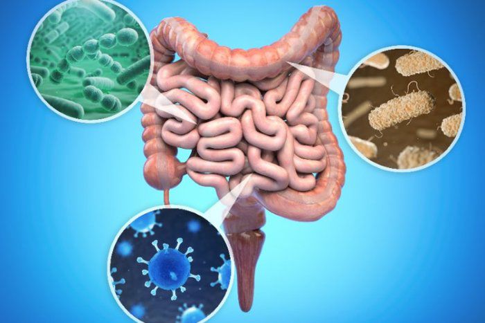 Reduzir o consumo de a&ccedil;&uacute;car durante o tratamento com antibi&oacute;ticos pode proteger o microbioma intestinal