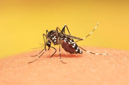 Seguran&ccedil;a e efic&aacute;cia mosquitocida da ivermectina coadministrada com dihidroartemisinina-piperaquina em adultos com mal&aacute;ria: estudo IVERMAL