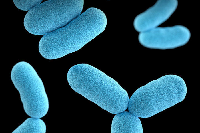 Vacina para prevenir infec&ccedil;&otilde;es do trato urin&aacute;rio pode ser tomada como um comprimido dissolv&iacute;vel