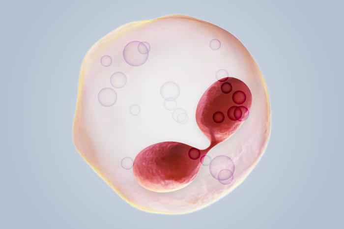 Cientistas trataram a asma em camundongos utilizando uma derivação da terapia com células CAR-T contra o câncer