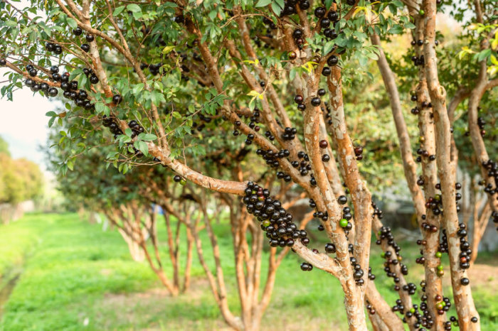Extrato de jabuticaba previne pr&eacute;-diabetes e esteatose hep&aacute;tica em camundongos alimentados com alto teor de gordura