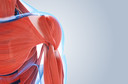 Tirzepatida melhora a qualidade muscular, apesar da redu&ccedil;&atilde;o de massa magra absoluta